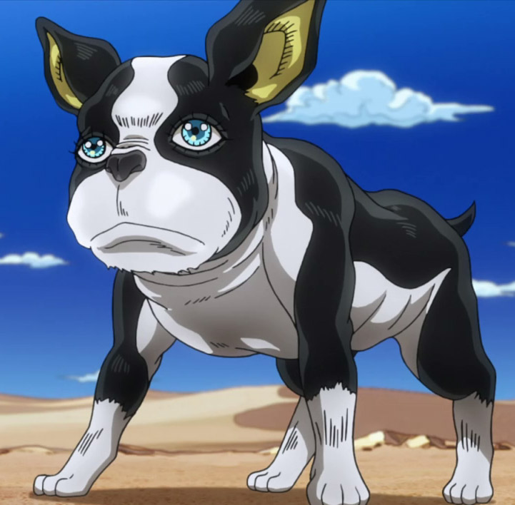 Iggy from JoJo's Bizarre Adventure: Stardust Crusaders